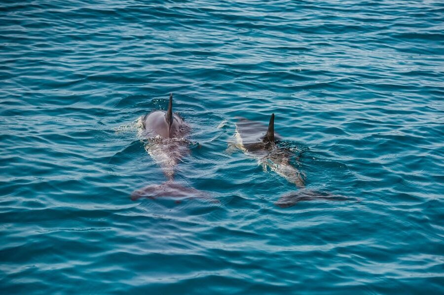 Lagos: Dolphin Watch Tour with Professional Marine Biologist - How long the tour really takes
