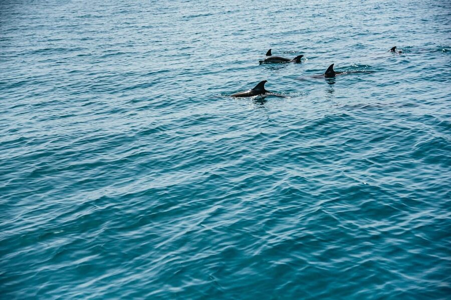 Lagos: Dolphin Watch Tour with Professional Marine Biologist - Comfort, safety, and who should skip it