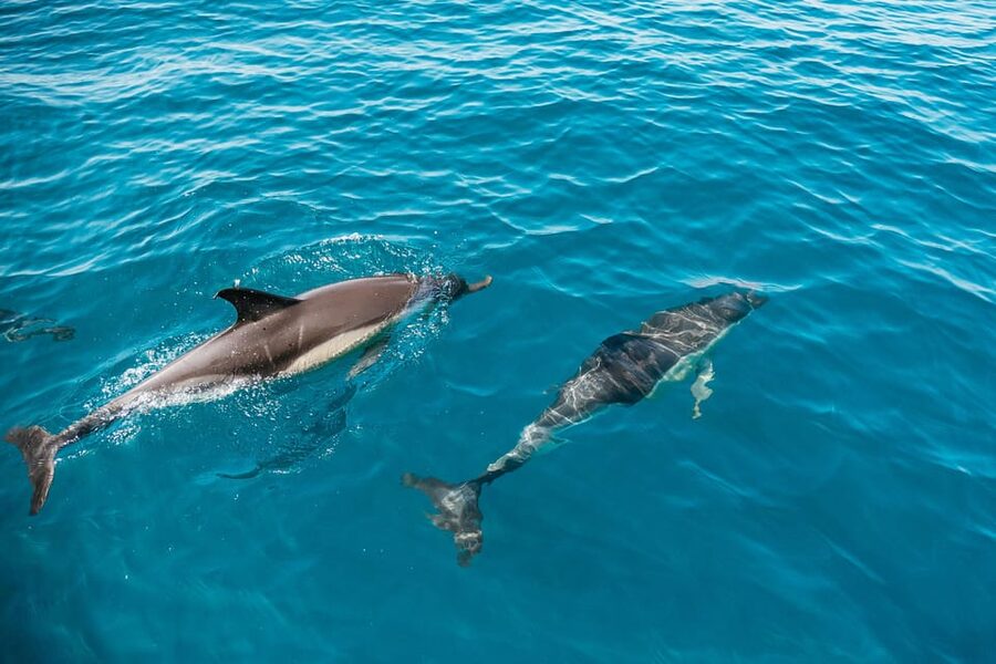 Lagos: Dolphin Watch Tour with Professional Marine Biologist - Racing out from Passeio dos Descobrimentos