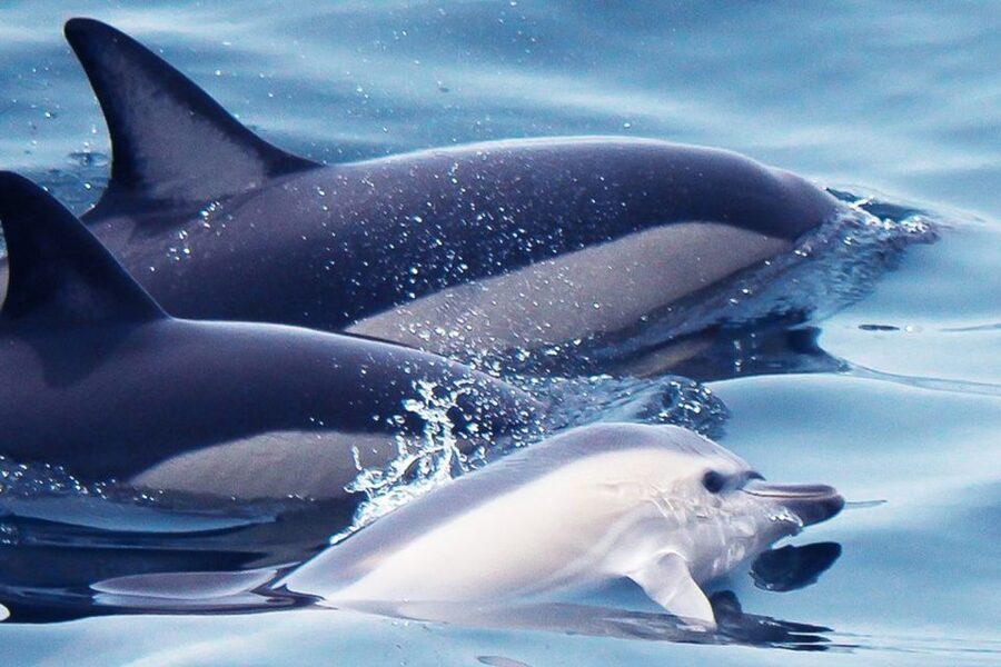 Lagos: Dolphin Watching with Professional Marine Biologists - Key points before you book
