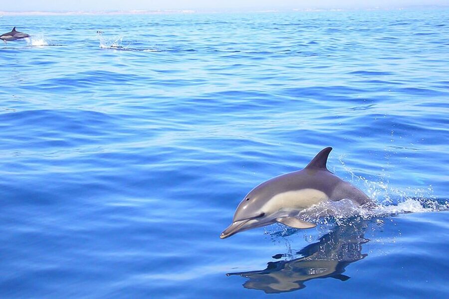 Lagos: Dolphin Watching with Professional Marine Biologists - Leaving Marina de Lagos on the Tornado RIB