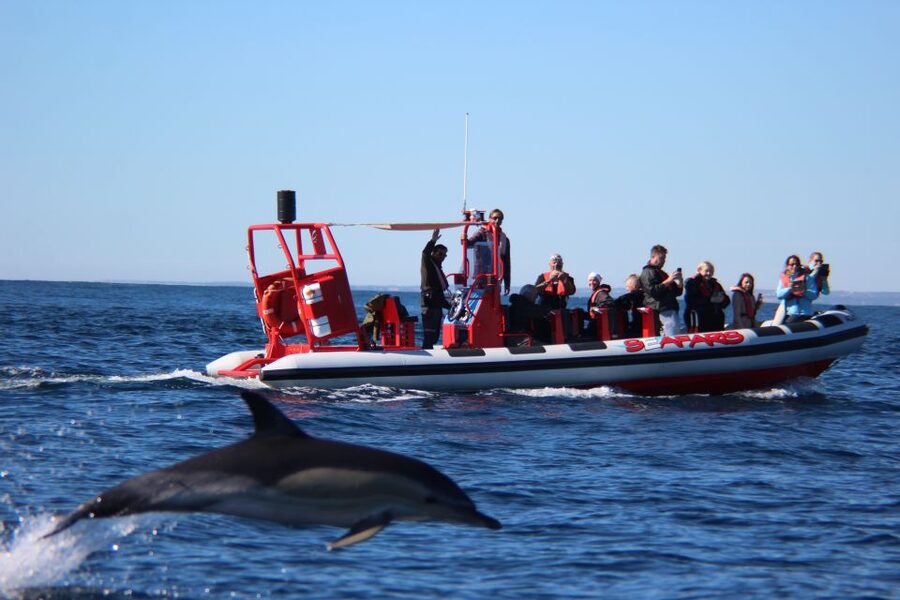 Lagos: Dolphin Watching with Professional Marine Biologists - Watching dolphins without feeding or chasing them