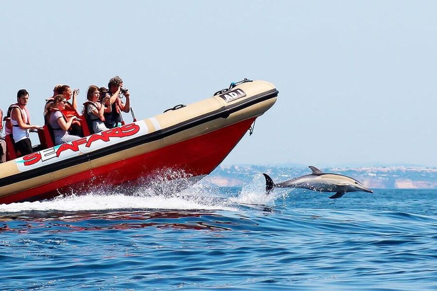 Lagos: Dolphin Watching with Professional Marine Biologists - What happens when dolphins are hard to find