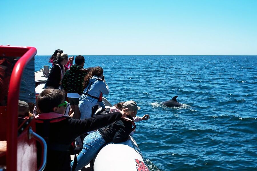 Lagos: Dolphin Watching with Professional Marine Biologists - Comfort, clothing, and access
