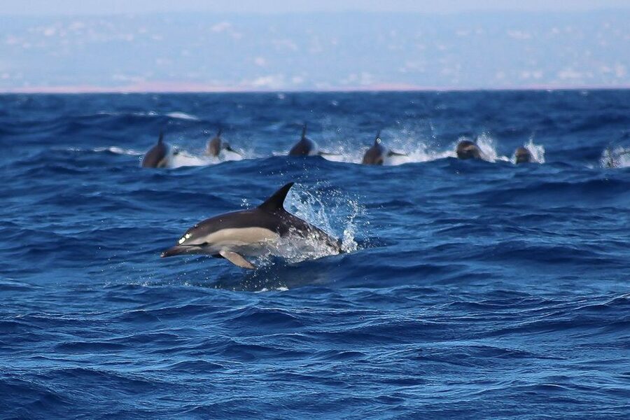 Lagos: Dolphin Watching with Professional Marine Biologists - Should you book Dolphin Seafaris?