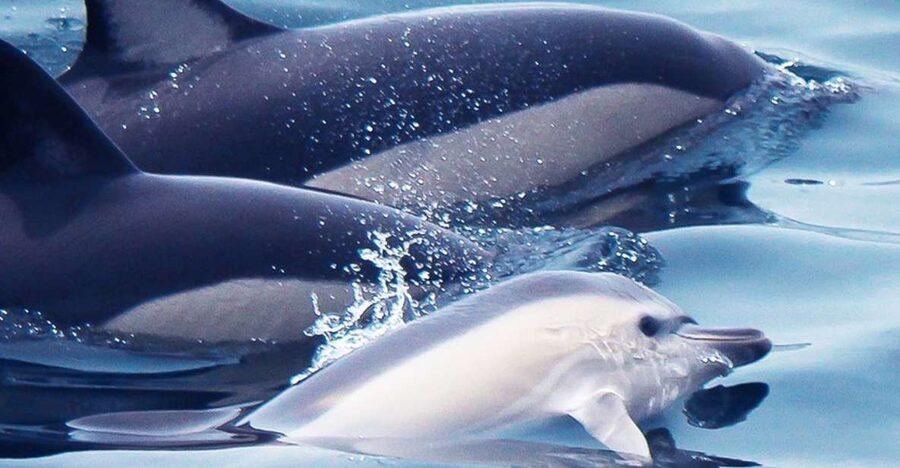 Lagos: Dolphin Watching with Professional Marine Biologists - The search across the Atlantic