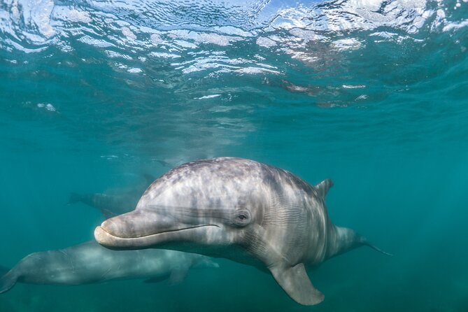 Lagos: Dolphins & Benagil Caves – Catamaran - Setting Out From Lagos Harbour