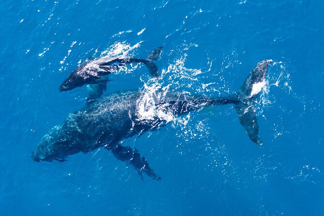 Lagos: Dolphins & Benagil Caves – Catamaran - Comfort, Seating, and Conditions at Sea