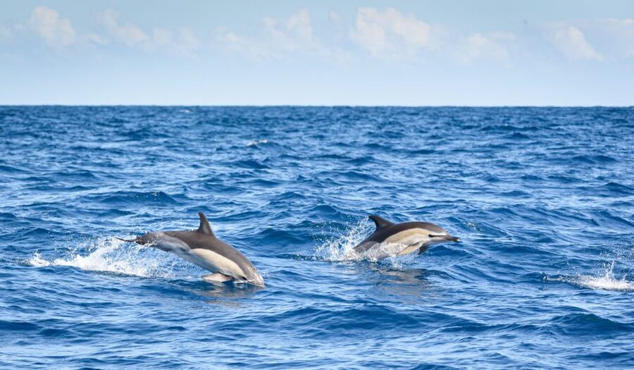 Lagos: Dolphins & Caves - Catamaran - Key points before you book