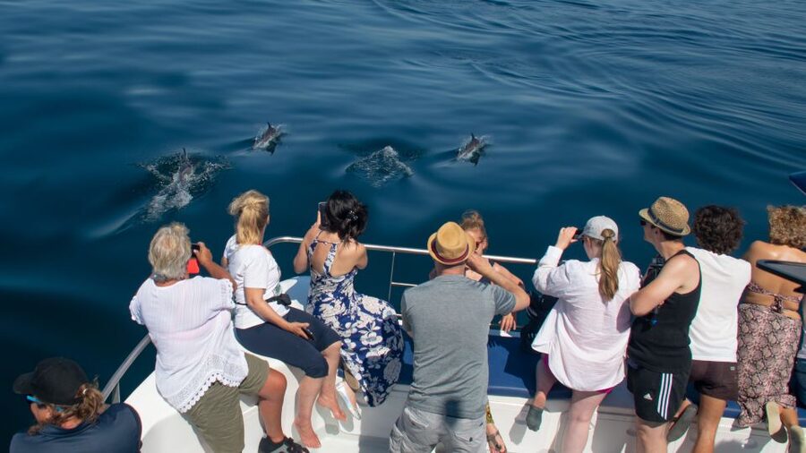 Lagos: Dolphins & Caves - Catamaran - Is $58 good value in Lagos?
