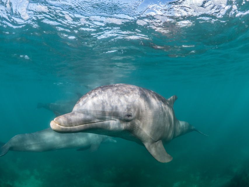 Lagos: Dolphins & Caves - Catamaran - Who will enjoy this catamaran most?