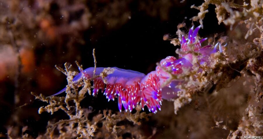 Lagos: Guided Scuba Diving Trip for Beginners - Entering the ocean for about 35 minutes