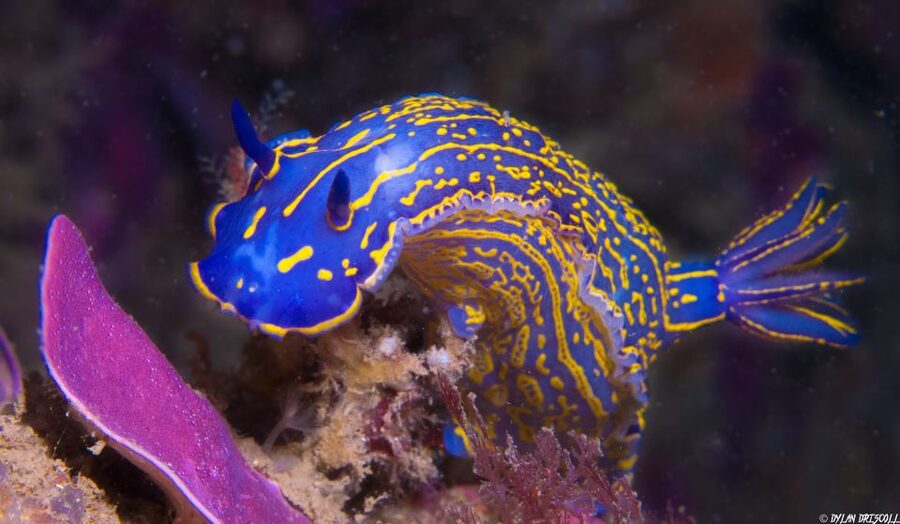 Lagos: Guided Scuba Diving Trip for Beginners - What you might see below the surface