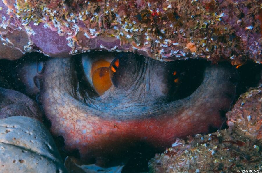 Lagos: Guided Scuba Diving Trip for Beginners - Why the small group matters