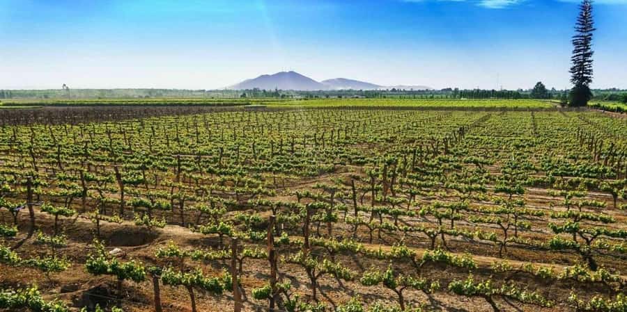 Lagos/Praia da Luz: Wine Tour, Tastings, Tapas, and Music - How Much Value Do You Get for $68?