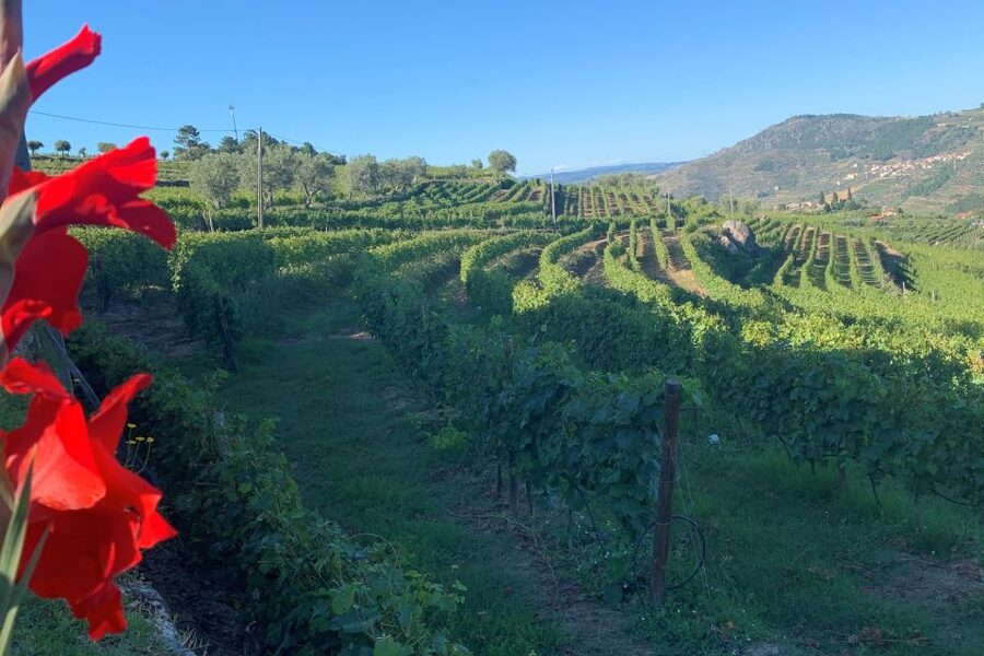 Lamego: Quinta da Portela de Baixo Winery Tour and Tasting - Six wines, generous pours, and a relaxed tasting