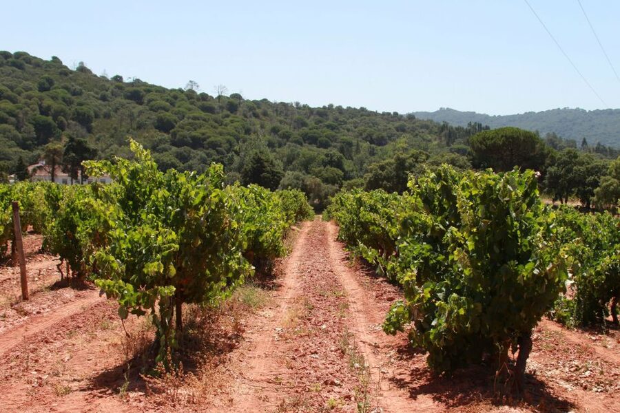 Lisbon: Arrábida and Sesimbra Day Trip with Wine - The guides make the difference