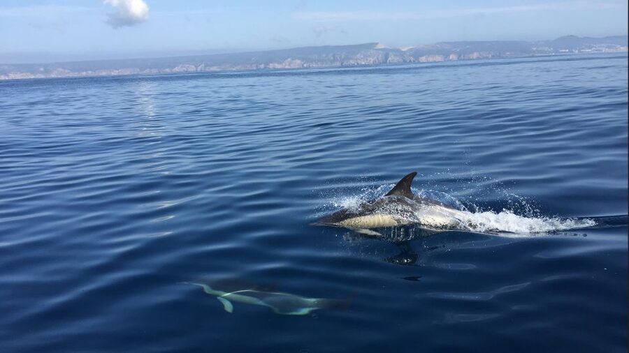 Lisbon: Arrábida Natural Park Dolphin Watching Boat Tour - What makes this boat trip worth your time