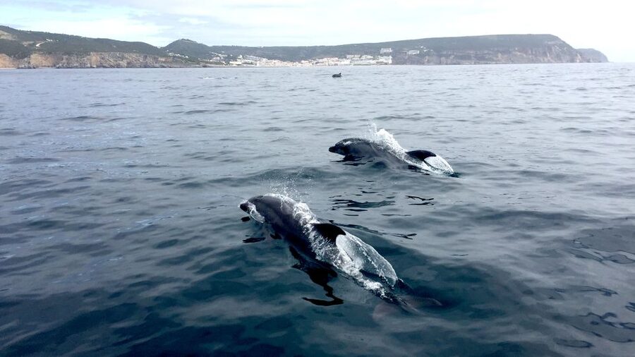 Lisbon: Arrábida Natural Park Dolphin Watching Boat Tour - Who should book this Arrábida boat trip?