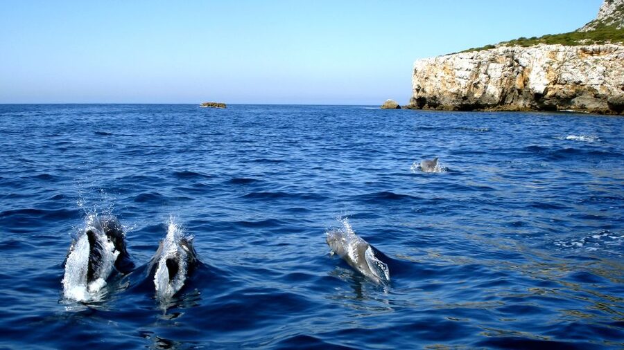 Lisbon: Arrábida Natural Park Dolphin Watching Boat Tour - Searching for dolphins in their natural home