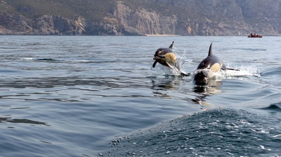 Lisbon: Arrábida Natural Park Dolphin Watching Boat Tour - Arrábida’s coast after the wildlife search