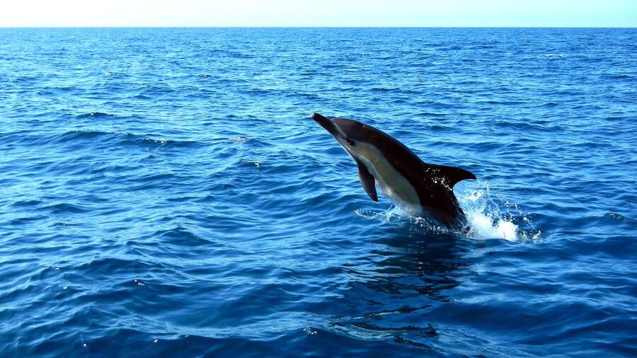 Lisbon: Arrábida Natural Park Dolphin Watching Boat Tour - Guides who make the difference