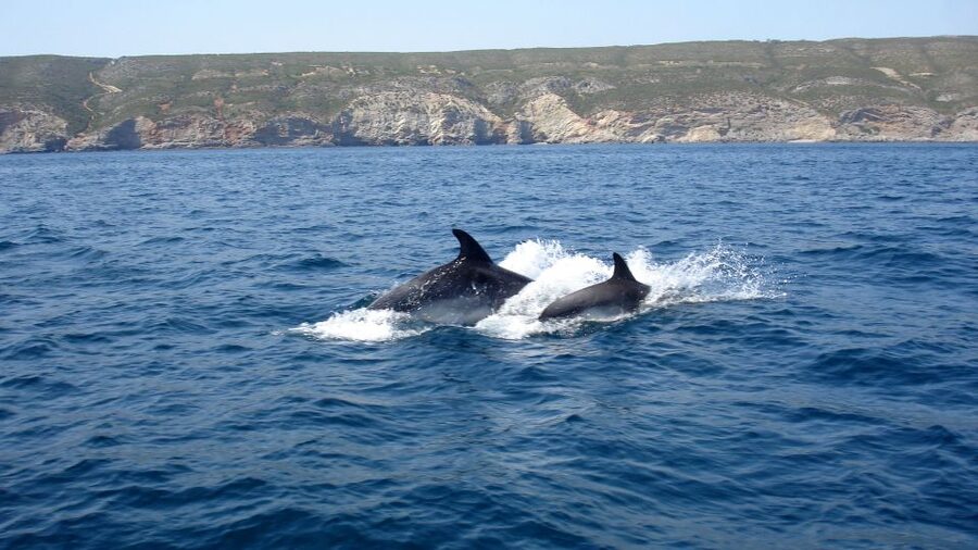 Lisbon: Arrábida Natural Park Dolphin Watching Boat Tour - Weather, comfort, and practical preparation