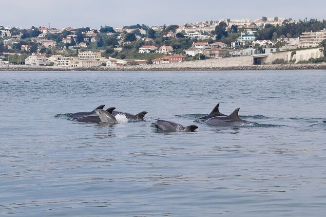 Lisbon: Dolphin Watching with a Marine Biologist - Ocean Safari - Leaving from Doca de Santo Amaro under the April 25 Bridge
