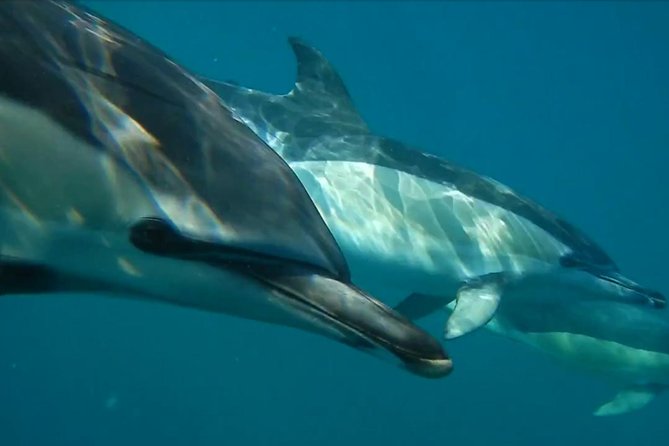 Lisbon: Dolphin Watching with a Marine Biologist - Ocean Safari - Tagus Estuary: Lisbon landmarks with a wildlife purpose