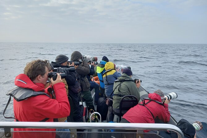 Lisbon: Dolphin Watching with a Marine Biologist - Ocean Safari - Farol do Bugio and the trip toward the Atlantic
