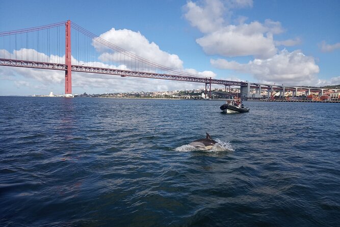 Lisbon: Dolphin Watching with a Marine Biologist - Ocean Safari - Dolphin watching in the wild, not a staged show