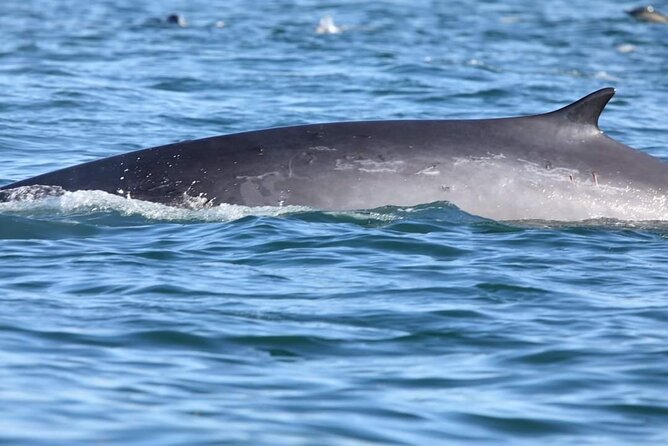 Lisbon: Dolphin Watching with a Marine Biologist - Ocean Safari - Other wildlife you might see along the way