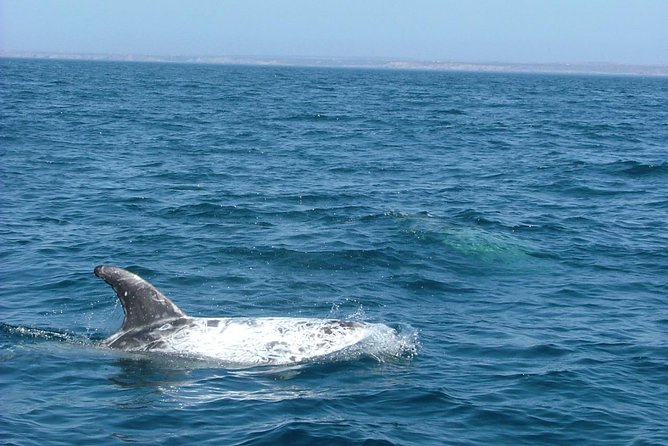 Lisbon: Dolphin Watching with a Marine Biologist - Ocean Safari - Is $62.88 a fair price for three hours?