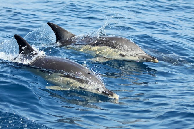 Lisbon: Dolphin Watching with a Marine Biologist - Ocean Safari - The 8.5-meter RIB: exciting, open, and not a floating sofa