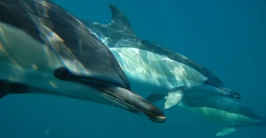 Lisbon: Dolphin Watching with Marine Biologist - Key points to know before booking