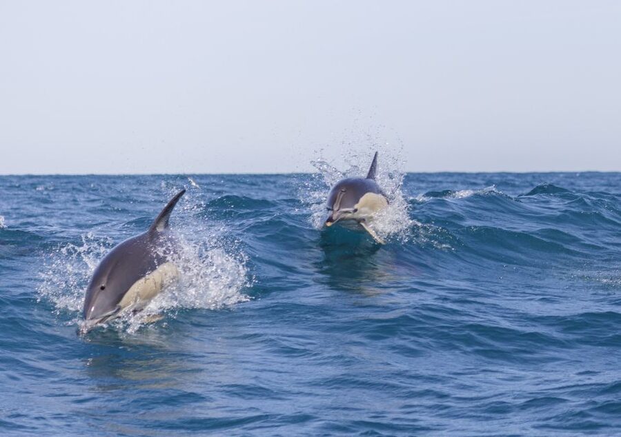 Lisbon: Dolphin Watching with Marine Biologist - Why this Lisbon dolphin tour is worth your time