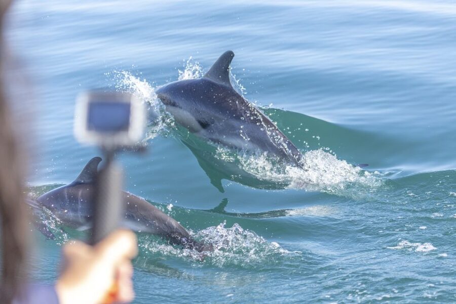 Lisbon: Dolphin Watching with Marine Biologist - Leaving the Tagus for the Atlantic