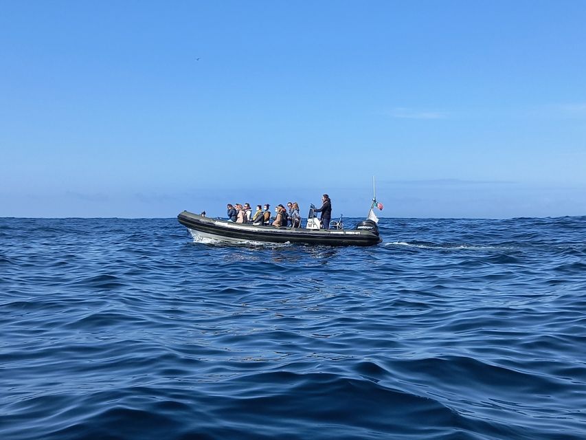 Lisbon: Dolphin Watching with Marine Biologist - Searching for dolphins near Cascais