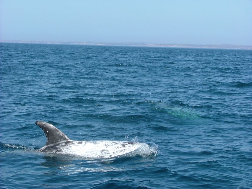 Lisbon: Dolphin Watching with Marine Biologist - Bugio Lighthouse and the view from the sea