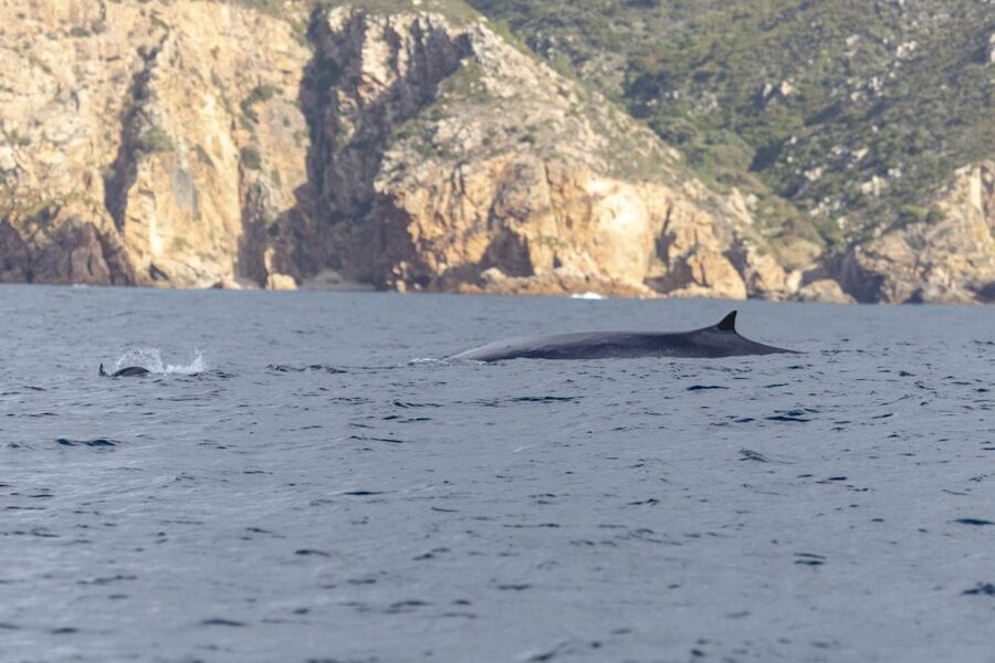 Lisbon: Dolphin Watching with Marine Biologist - Returning past Belém’s great monuments