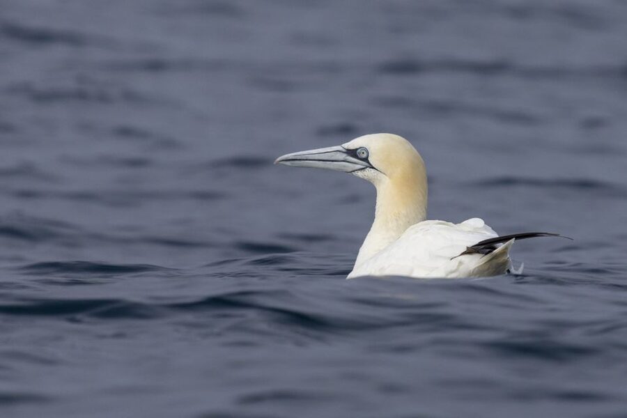 Lisbon: Dolphin Watching with Marine Biologist - What the three-hour ride feels like