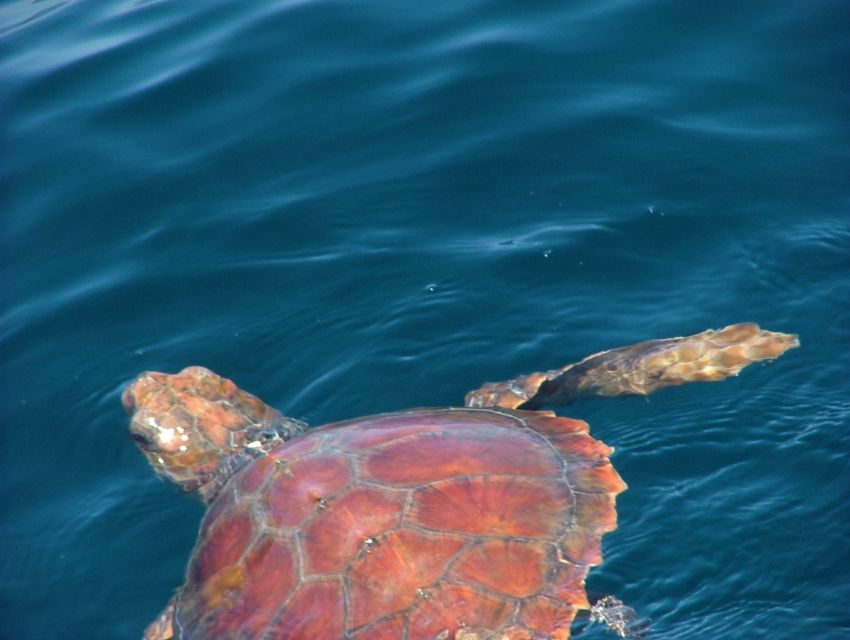 Lisbon: Dolphin Watching with Marine Biologist - The conservation side of the experience