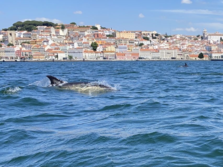 Lisbon: Dolphin Watching with Marine Biologist - Small Group - Should You Book This Lisbon Dolphin Tour?