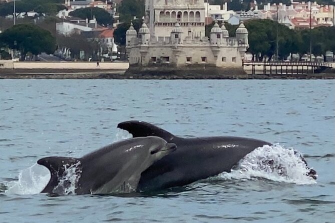 Lisbon: Dolphin Watching with Marine Biologist - Small Group - The Open-Sea Search for Dolphins