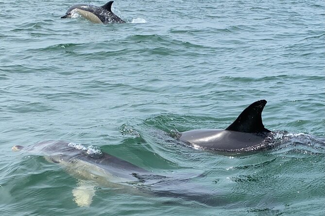 Lisbon: Dolphin Watching with Marine Biologist - Small Group - What the Marine Biologist Adds