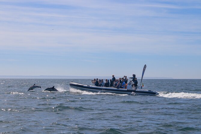 Lisbon: Dolphin Watching with Marine Biologist - Small Group - Fort of São Lourenço do Bugio and the Atlantic View
