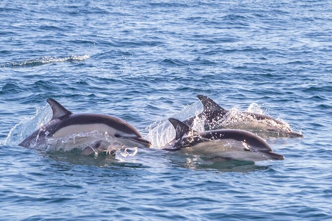 Lisbon: Dolphin Watching with Marine Biologist - Small Group - Cascais, Coastal Views, and the Ride Home