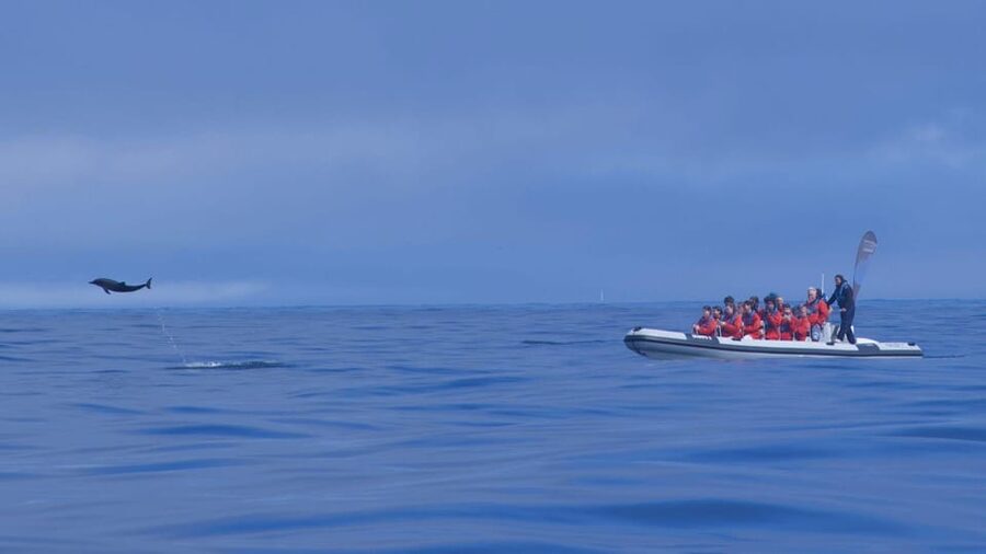 Lisbon: Dolphin Watching with Marine Biologist - Small Group - Weather, Comfort, and Who Should Skip It
