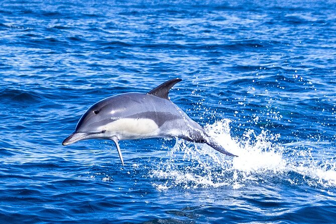 Lisbon: Dolphin Watching with Marine Biologist - Small Group - From Doca de Santo Amaro Into the Tagus