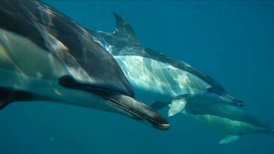Lisbon: Dolphin Watching with Marine Biologist - Meeting the boat beneath Lisbon’s red bridge